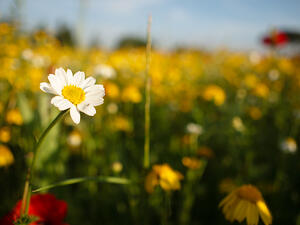Daisy in Spring
