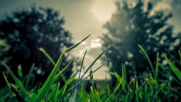 grass_sun