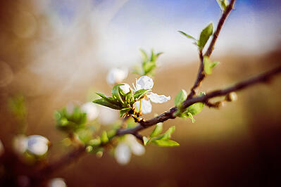 Springtime, Employee Wellness Program Promotion