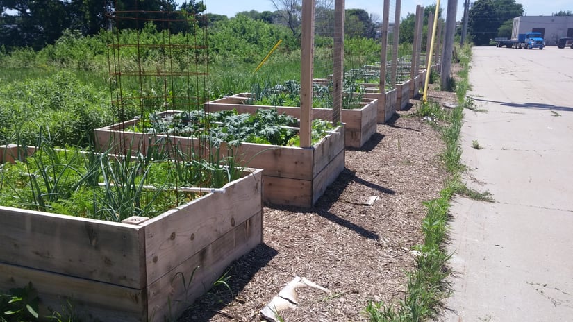 Maintaining a Worksite Community Garden All Summer Long