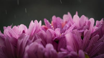 blossom-flora-flowers